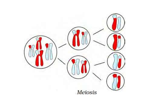 meiosis class 9 science