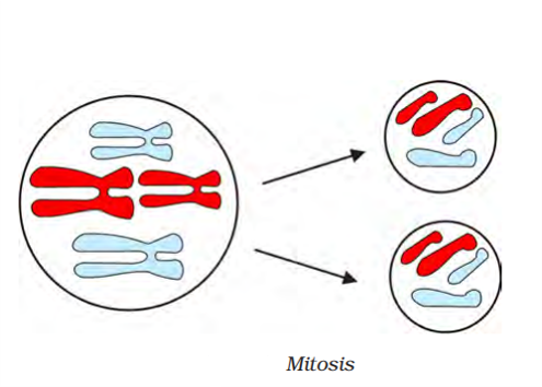 mitosis class 9 science