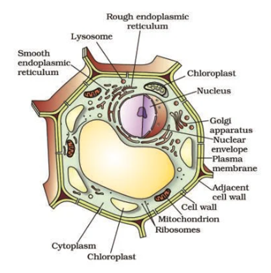 well labelled diagram of a Plant cell (Class 9 science)
