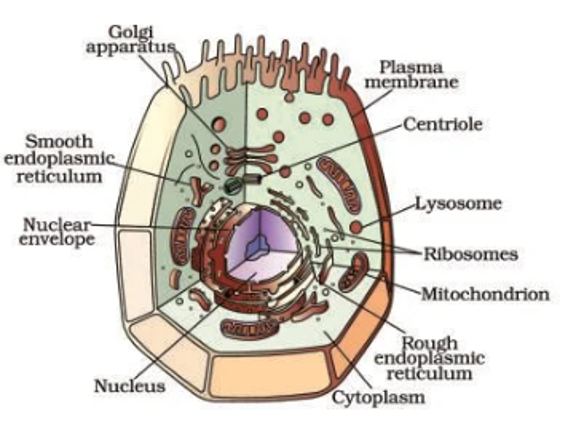 Well labelled diagram of an Animal cell (Class 9)