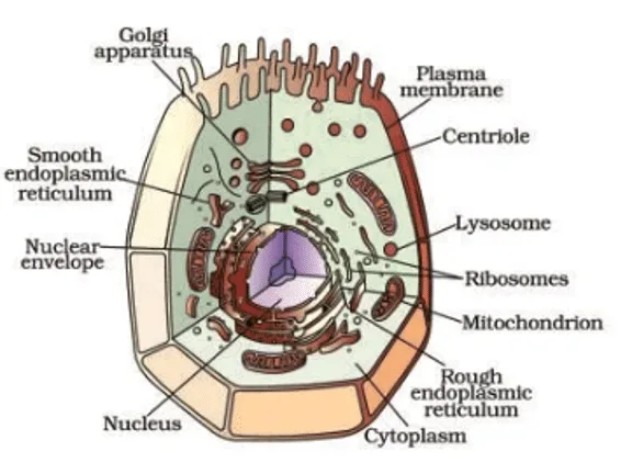 Well labelled diagram of an Animal cell (Class 9)