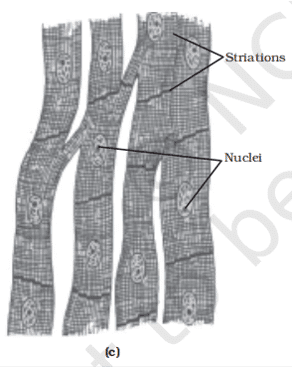 Types of muscles fibres - cardiac muscle