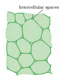 Parenchyma tissue class 9