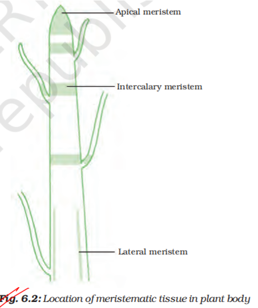 location of meristematic tissue in plant body