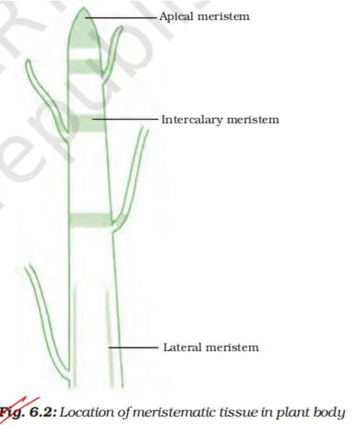 location of meristematic tissue in plant body