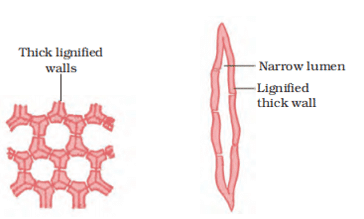 Sclerenchyma tissues