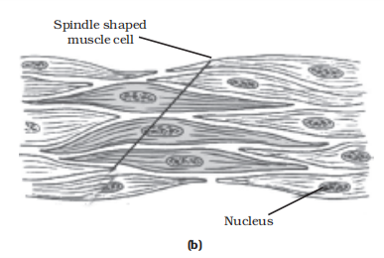 Types of muscles fibres - smooth muscle
