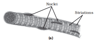 Types of muscles fibres - straited muscle