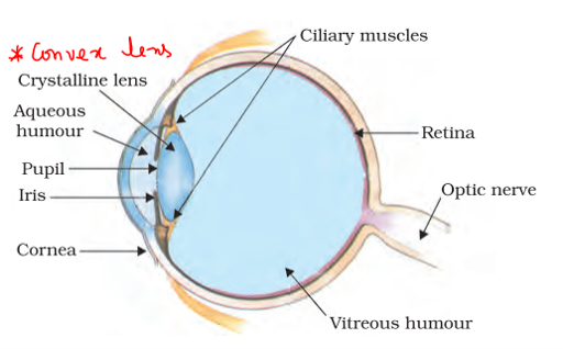 structure of human eye and functions of various parts