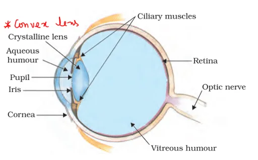 structure of human eye and functions of various parts
