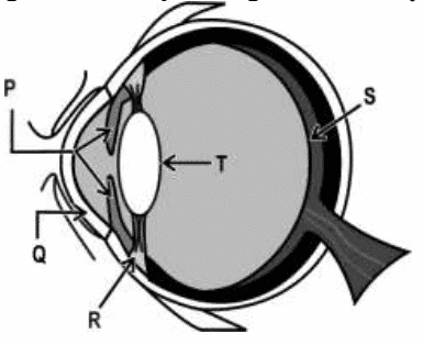 human eye and colourful world class 10  questions 