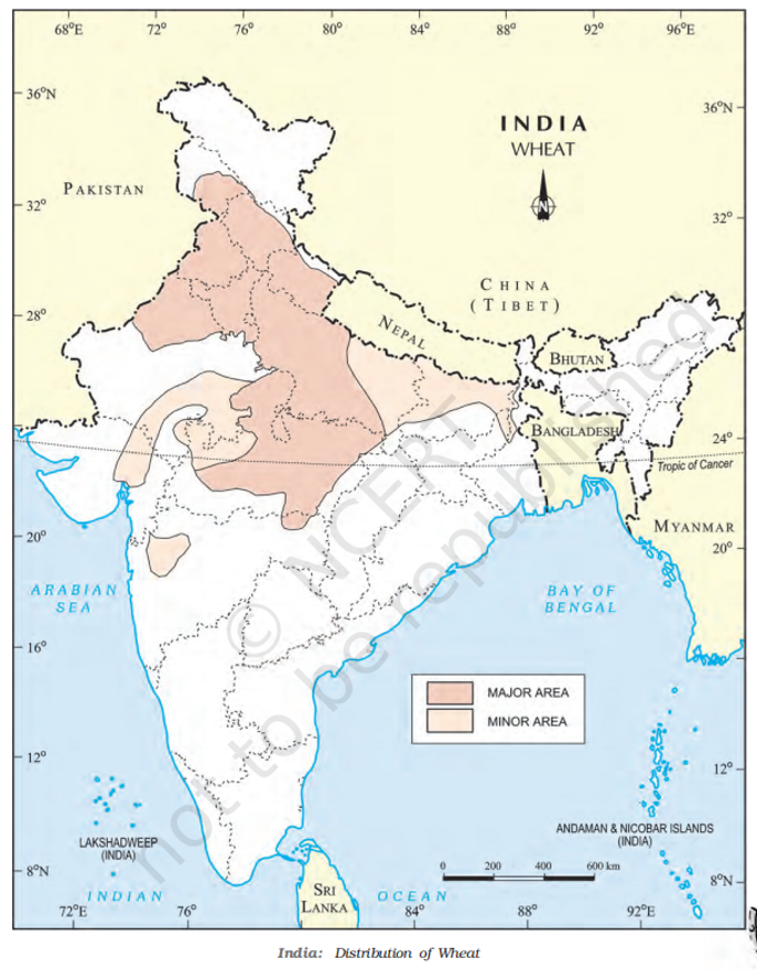Major wheat producing states of India class 10