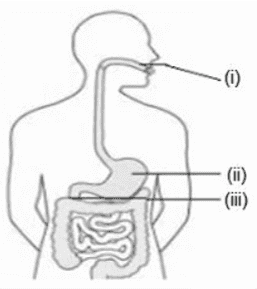 amylase,pepsin,trypsin