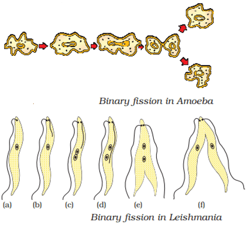 binary fission in amoeba and leishmania