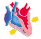 contraction of heart