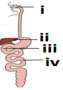diagram of human digestive system