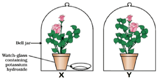 experiment to prove that carbon dioxide is necessary for photosynthesis