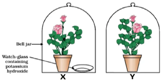 experiment to prove that carbon dioxide is necessary for photosynthesis
