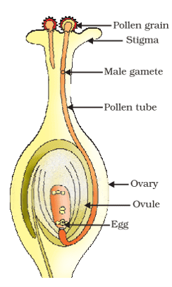 germination of pollen on stigma