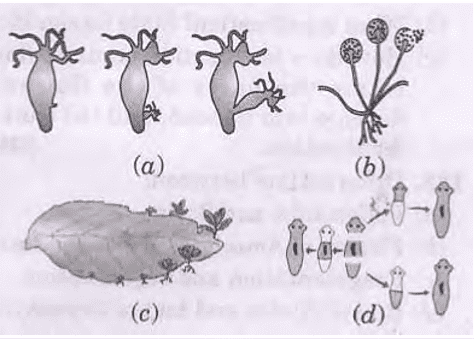 how do organisms reproduce class 10 important questions