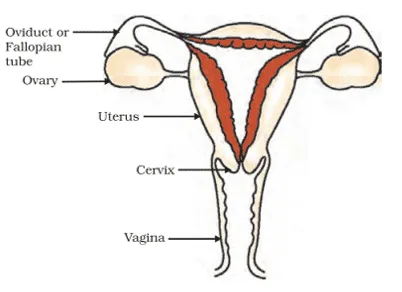 human female reproductive system
