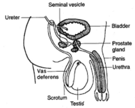 human male reproductive system
