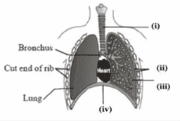 human respiratory system