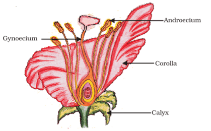 longitudinal section of flower