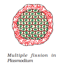 multiple fission in plasmodium