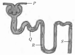 nephron