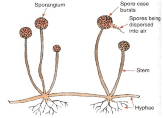 spore formation in rhizopus