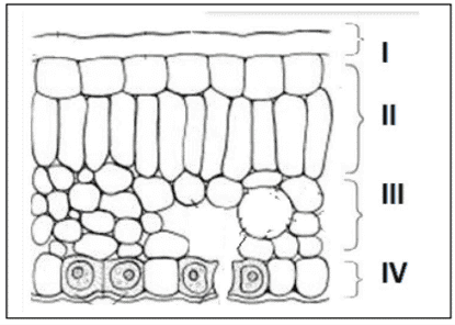 transverse-section-of-a-leaf