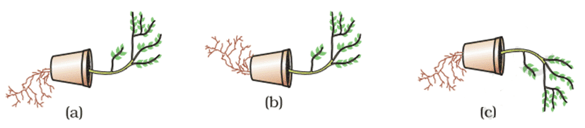 geotropism