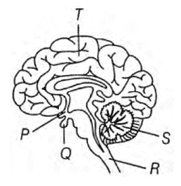 human brain class 10