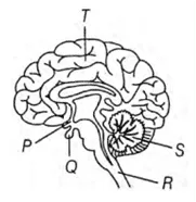 human brain class 10