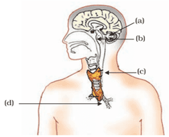 location of endocrine glands class 10