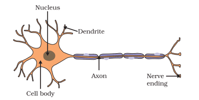 structure of neuron class 10