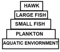 DDT was sprayed in a lake to regulate breeding of mosquitoes. How would it affect the trophic levels in the following food chain associated with a lake