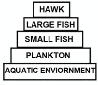 DDT was sprayed in a lake to regulate breeding of mosquitoes. How would it affect the trophic levels in the following food chain associated with a lake