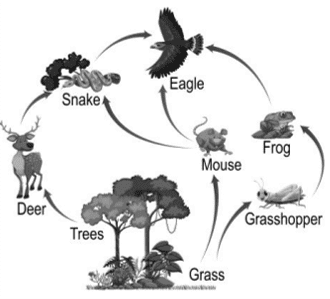 Identify and write the food chain from the food web shown, in which the eagle will receive the highest percentage of the energy from the producers