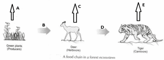 In the following food chain, vertical arrows indicate the energy lost to the environment and horizontal arrows indicate energy transferred to the next trophic level