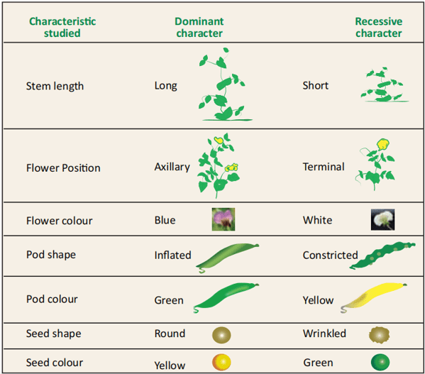 dominant and recessive trait in pea plant