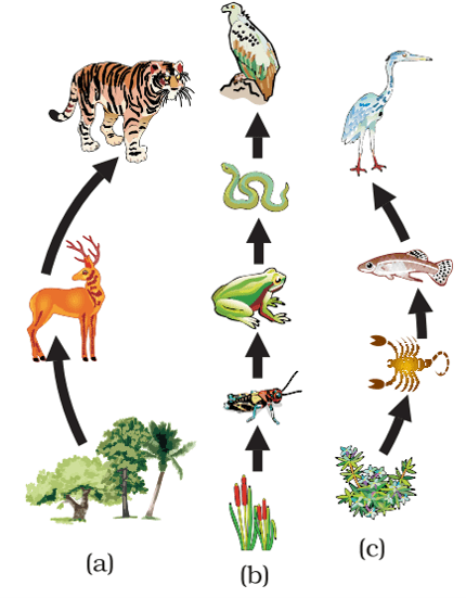 food chain in forest, grassland and pond