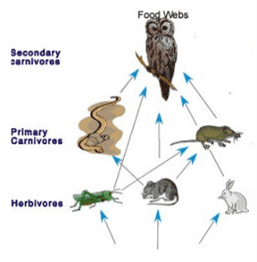 food web class 10