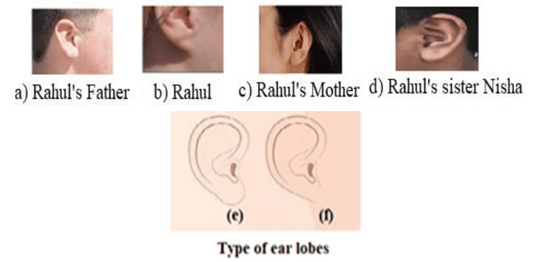 heredity class 10 questions answers