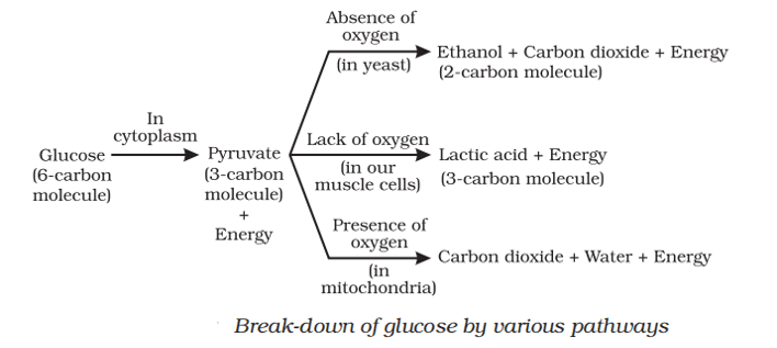 breakdown of glucose by various pathways class 10