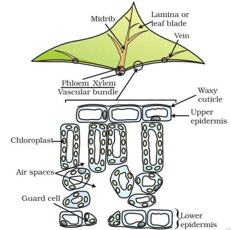 cross-section of leaf