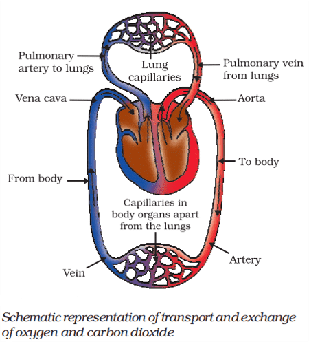 double circulation in human beings class 10