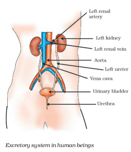 excretory system in human beings class 10