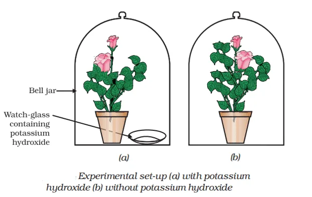 experiment to prove that carbon dioxide is essential for photosynthesis